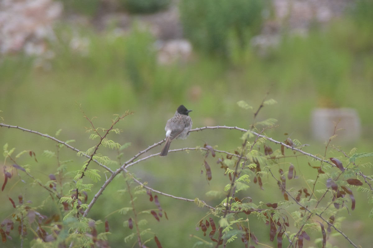 bulbul šupinkový - ML642763588