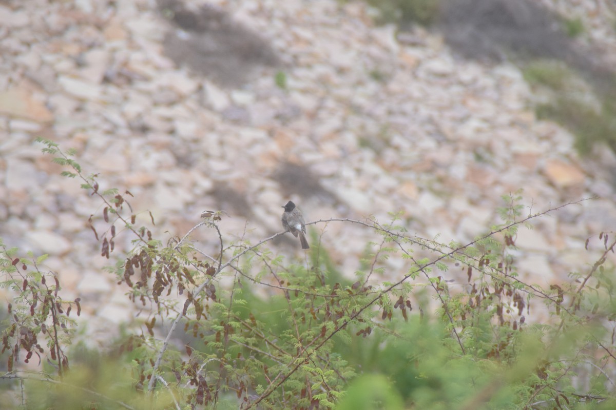 bulbul šupinkový - ML642763590