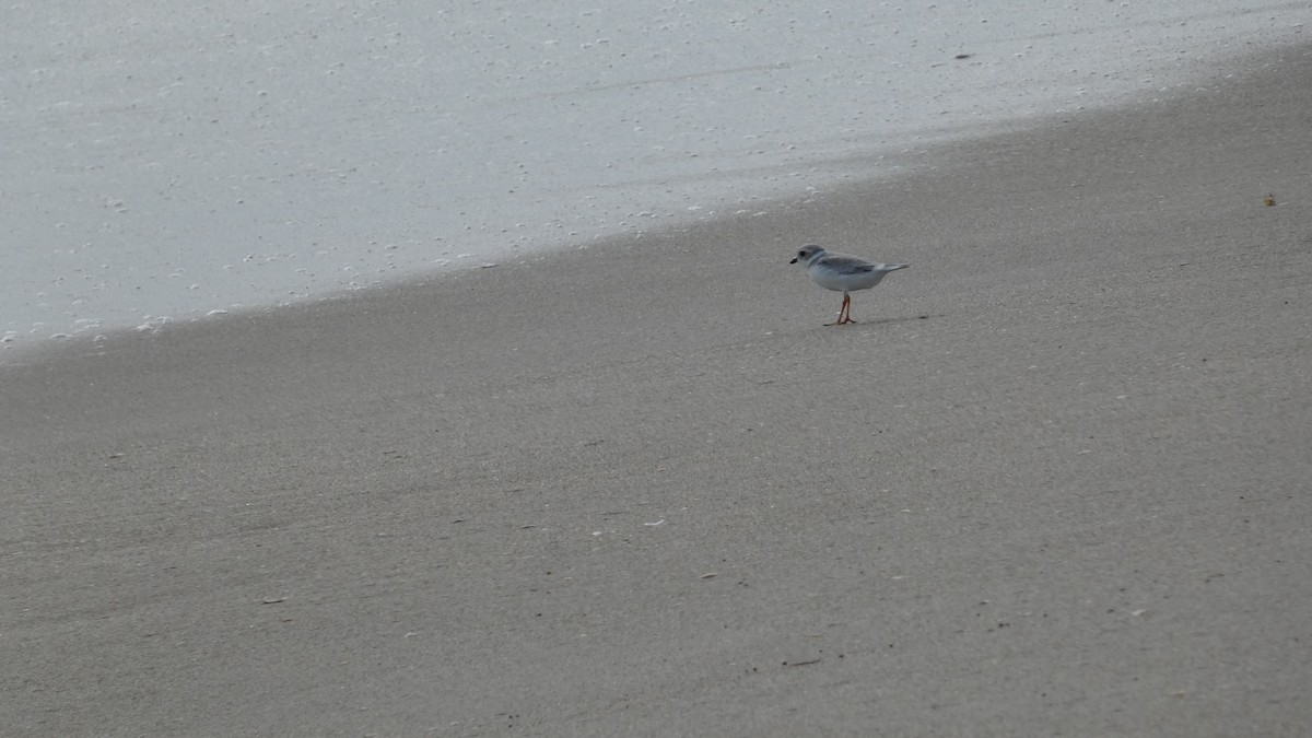 Piping Plover - ML642763629