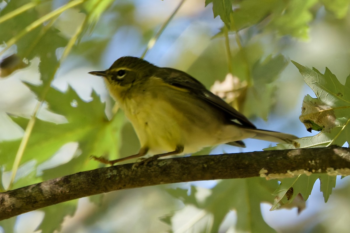 Black-throated Blue Warbler - ML642763631