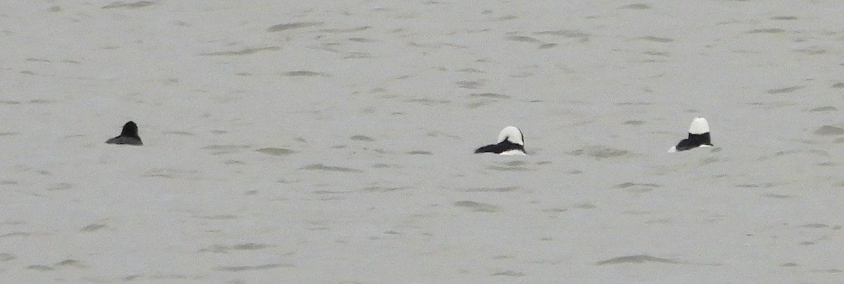 Bufflehead - ML642763635