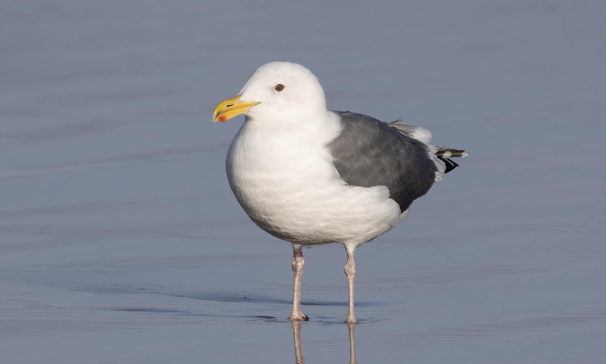 Western Gull - ML642763648