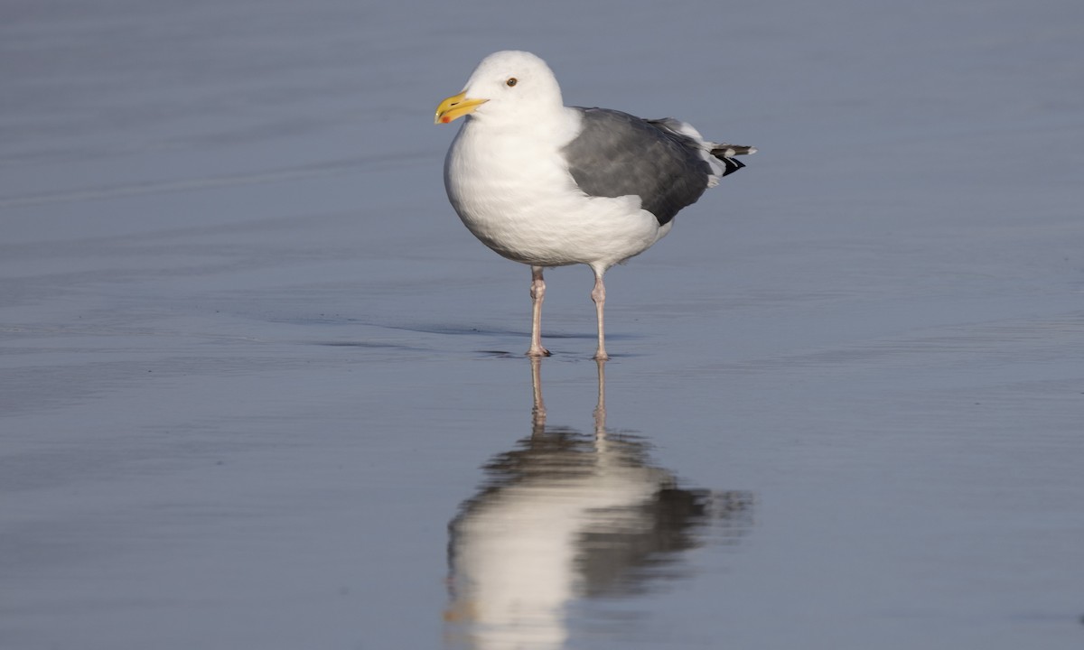 Western Gull - ML642763649