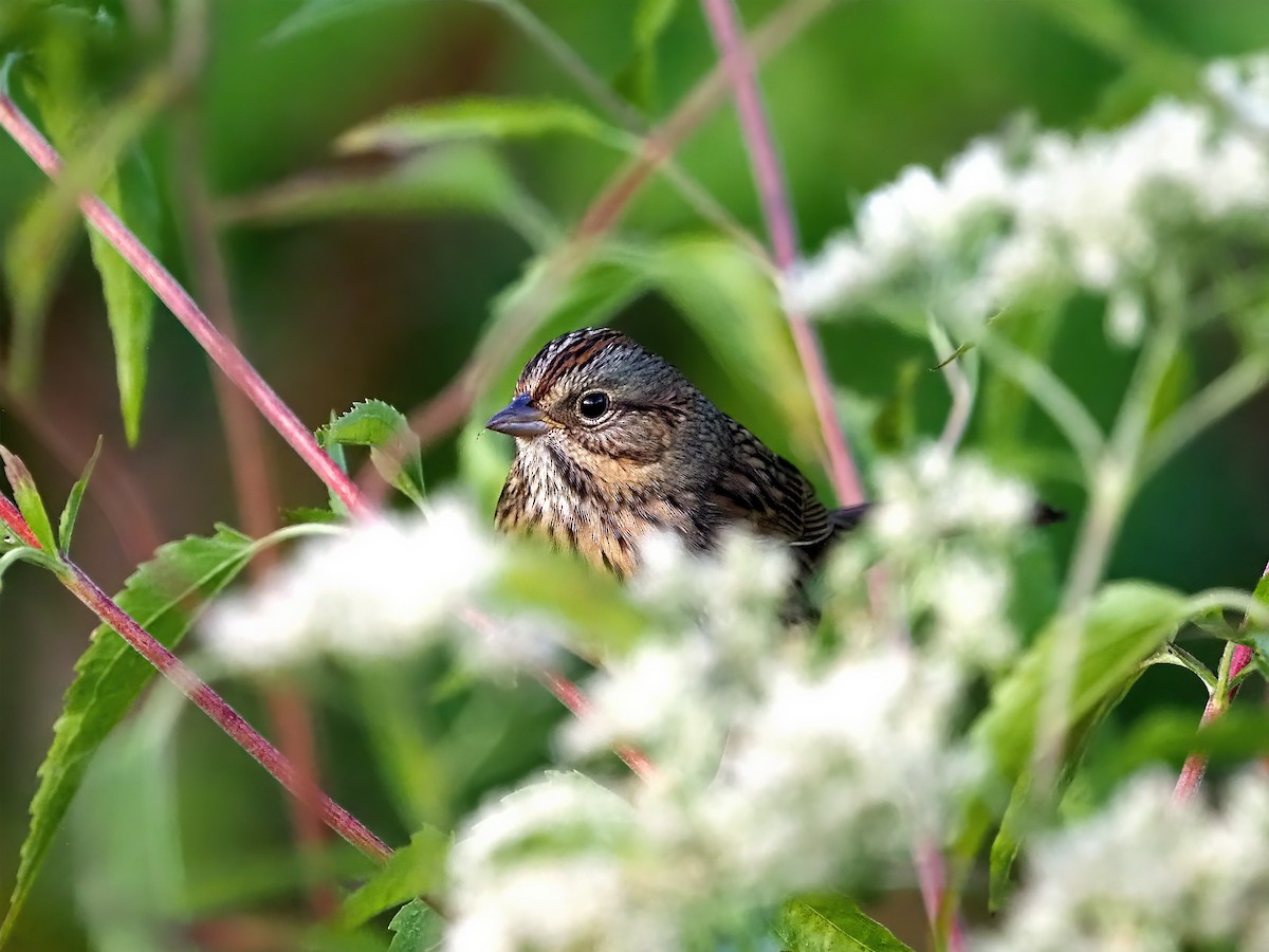 Lincoln's Sparrow - ML642763651