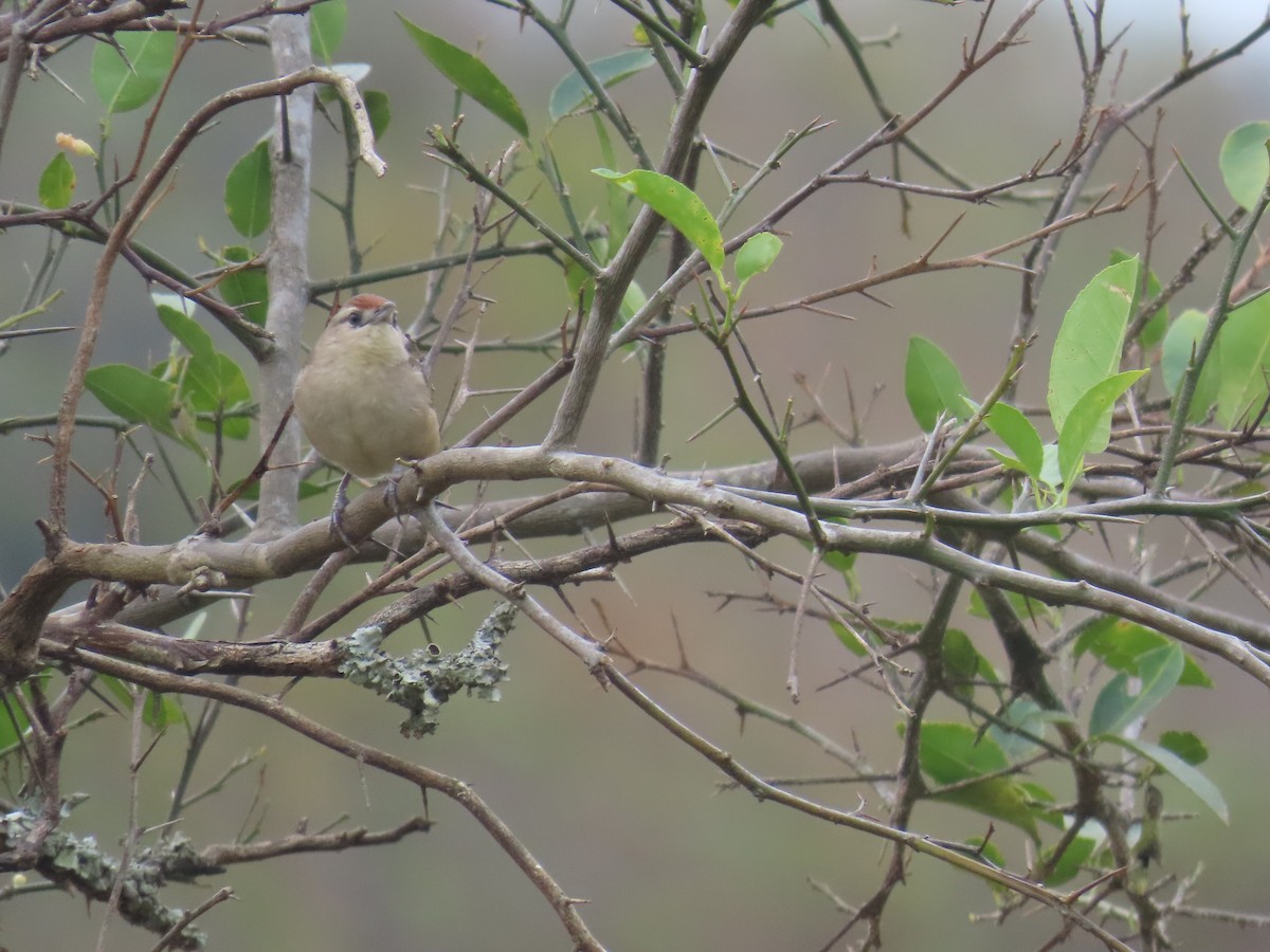 Rufous-fronted Thornbird - ML642763655