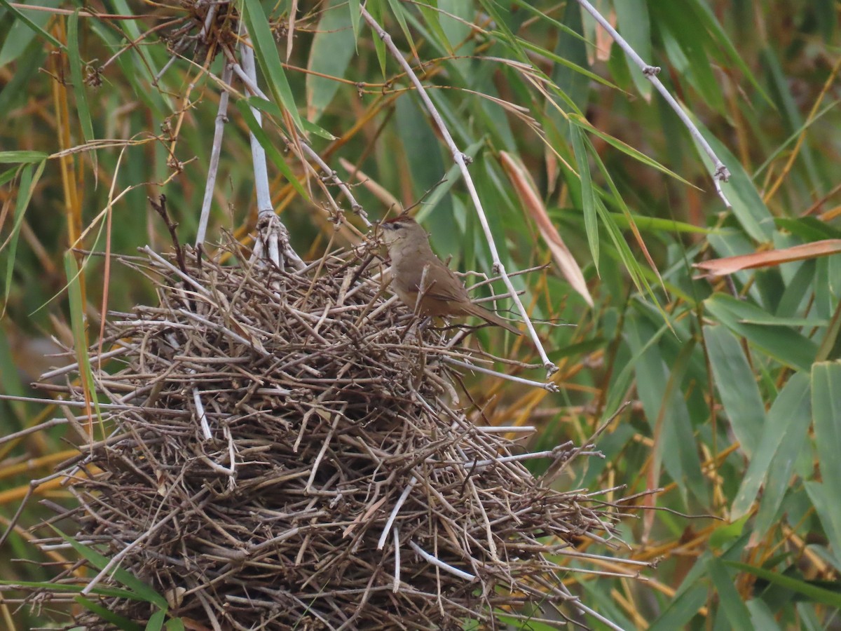 Rufous-fronted Thornbird - ML642763657