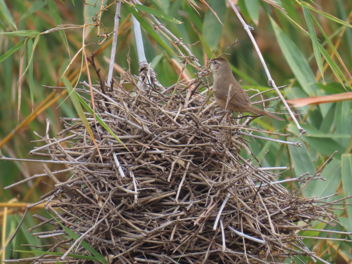 Rufous-fronted Thornbird - ML642763658