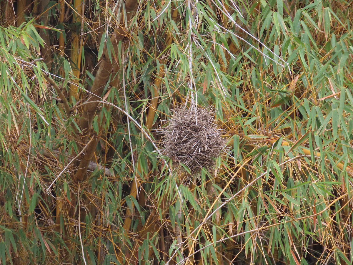 Rufous-fronted Thornbird - ML642763659