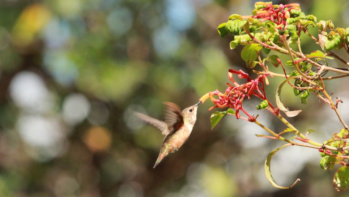 Rufous Hummingbird - ML642763666
