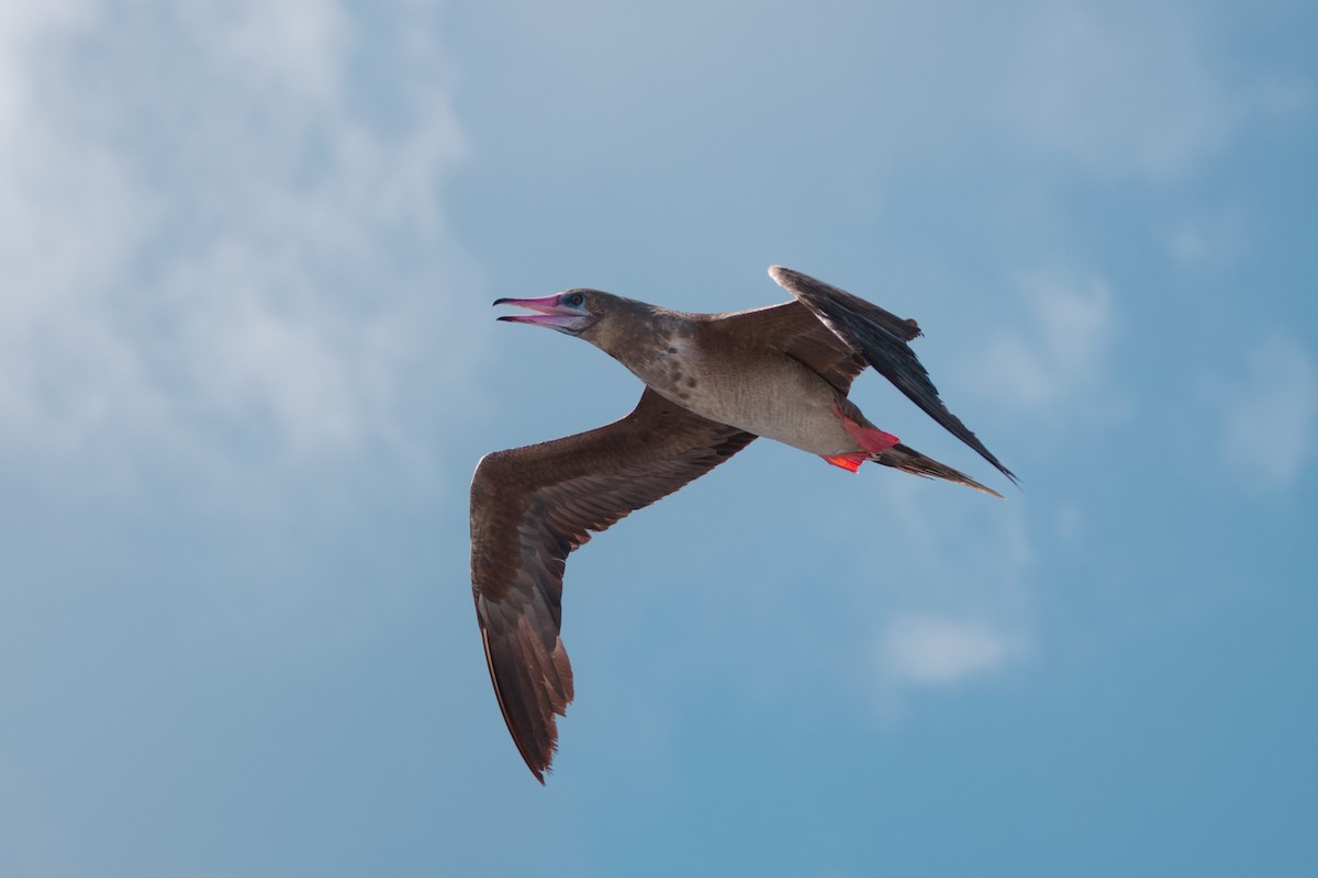 Red-footed Booby - ML642763671