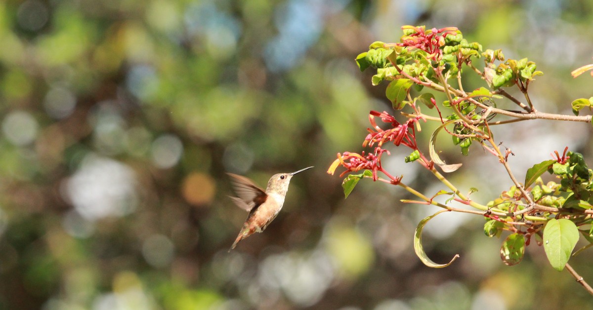 Rufous Hummingbird - ML642763673