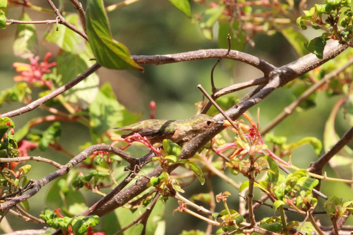 Rufous Hummingbird - ML642763690