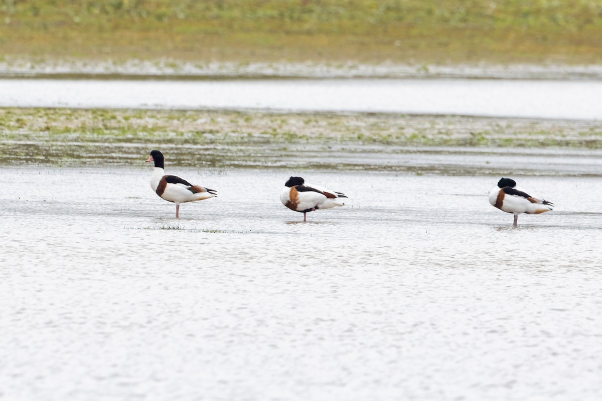 Common Shelduck - ML642763718