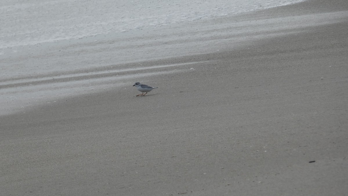 Piping Plover - ML642763720