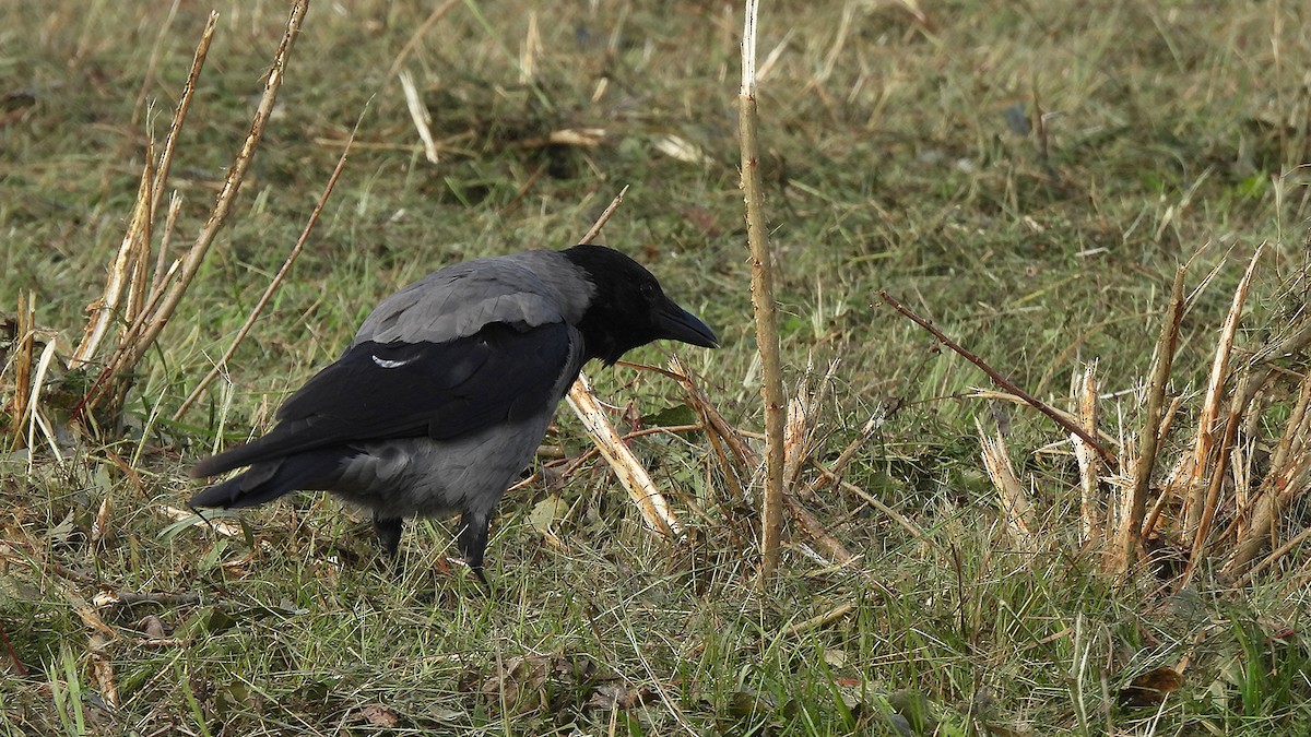 Hooded Crow (Hooded) - ML642763781