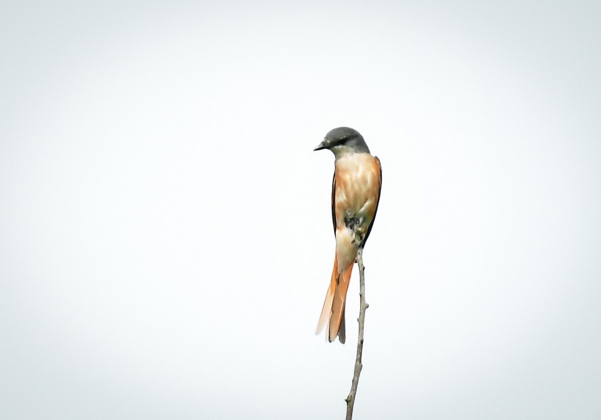 Rosy Minivet - ML642763790
