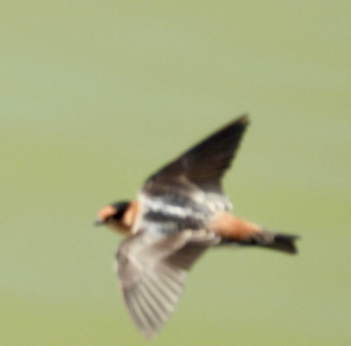 Hirondelle à front brun - ML642763800