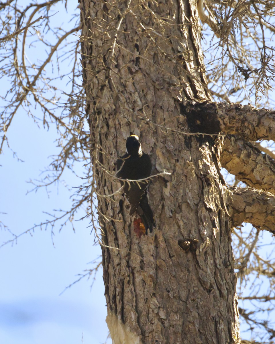Black-backed Woodpecker - ML642763806