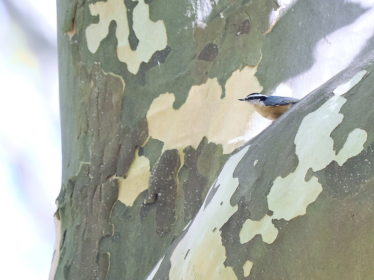 Red-breasted Nuthatch - ML642763816