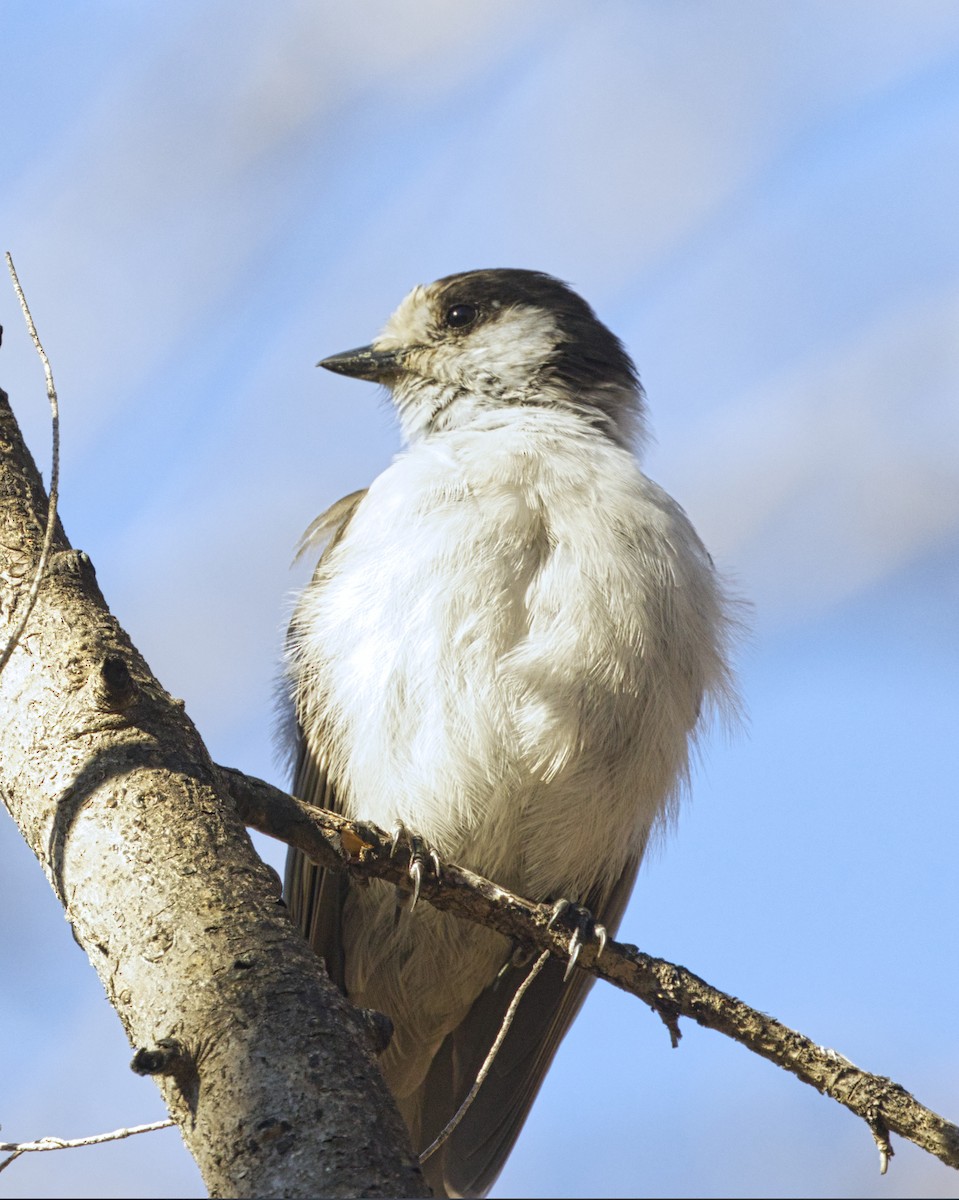 Canada Jay - ML642763822