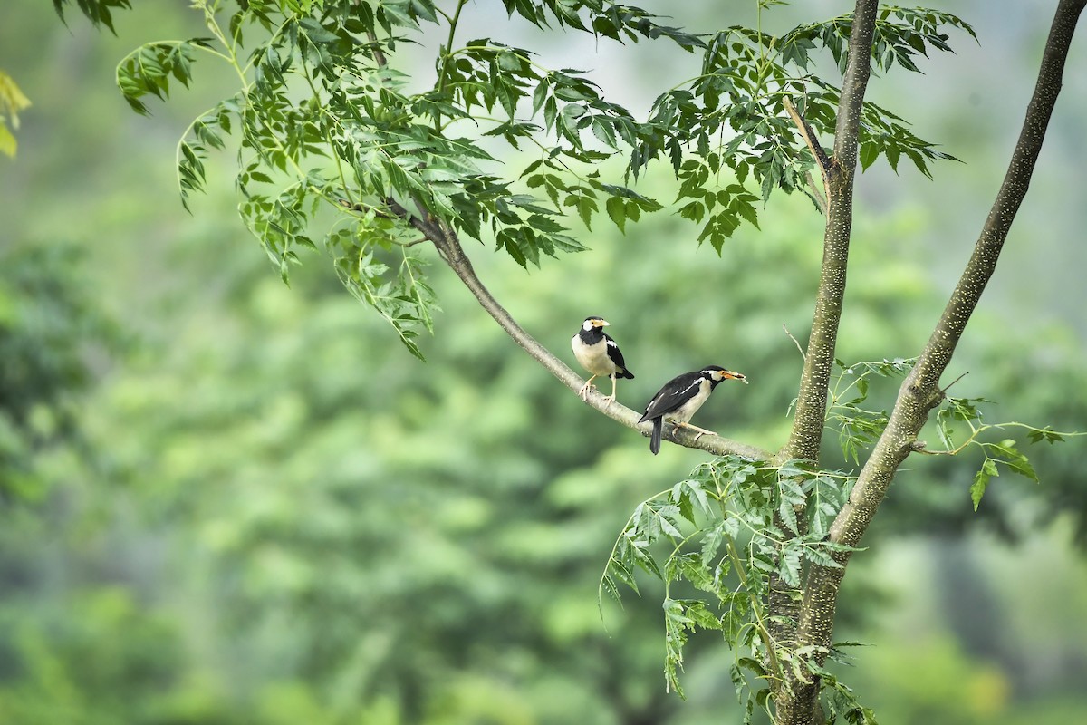 Indian Pied Starling - ML642763829