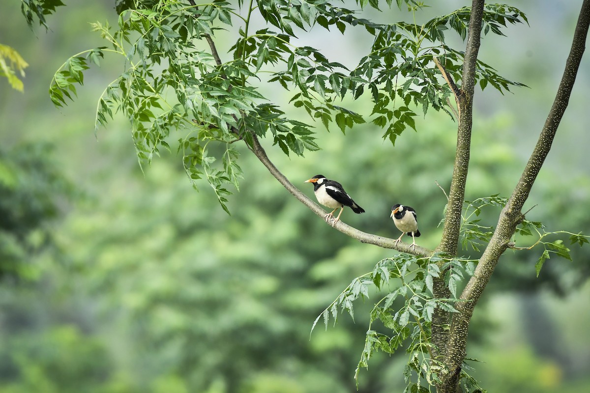 Indian Pied Starling - ML642763832
