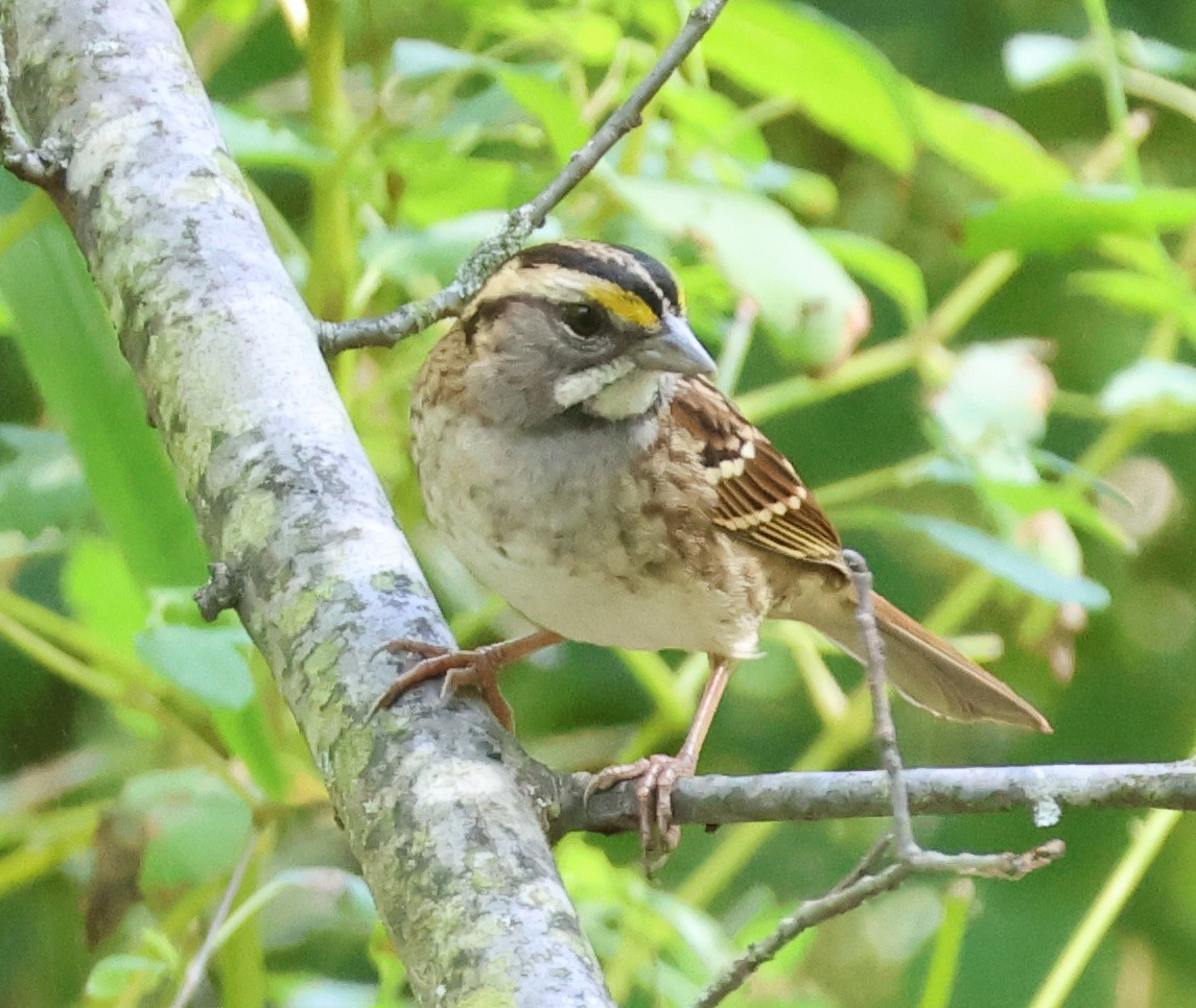 White-throated Sparrow - ML642763835