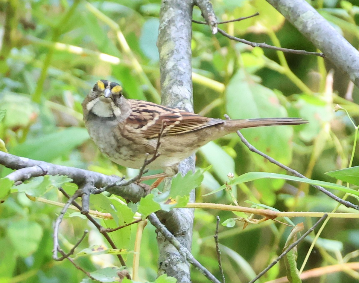 White-throated Sparrow - ML642763837