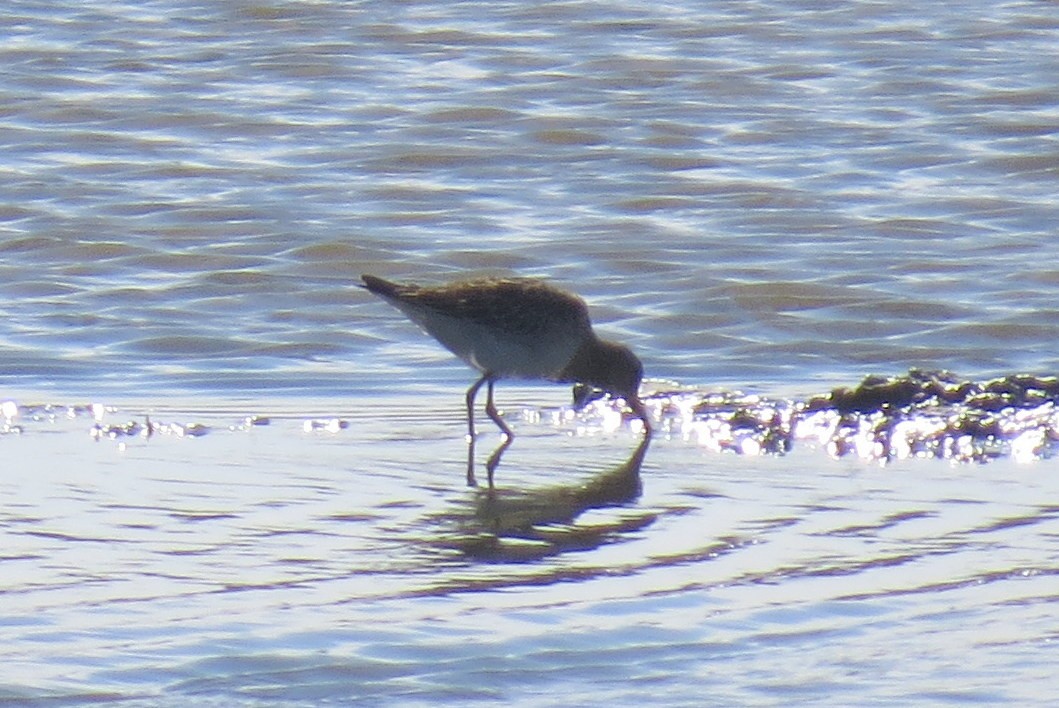 アメリカウズラシギ - ML642763845