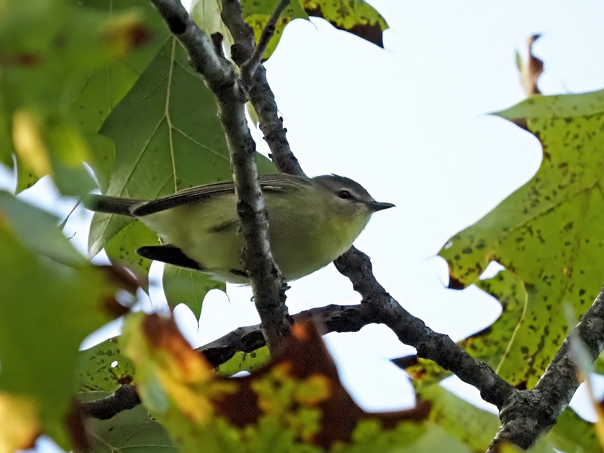 Philadelphia Vireo - ML642763859