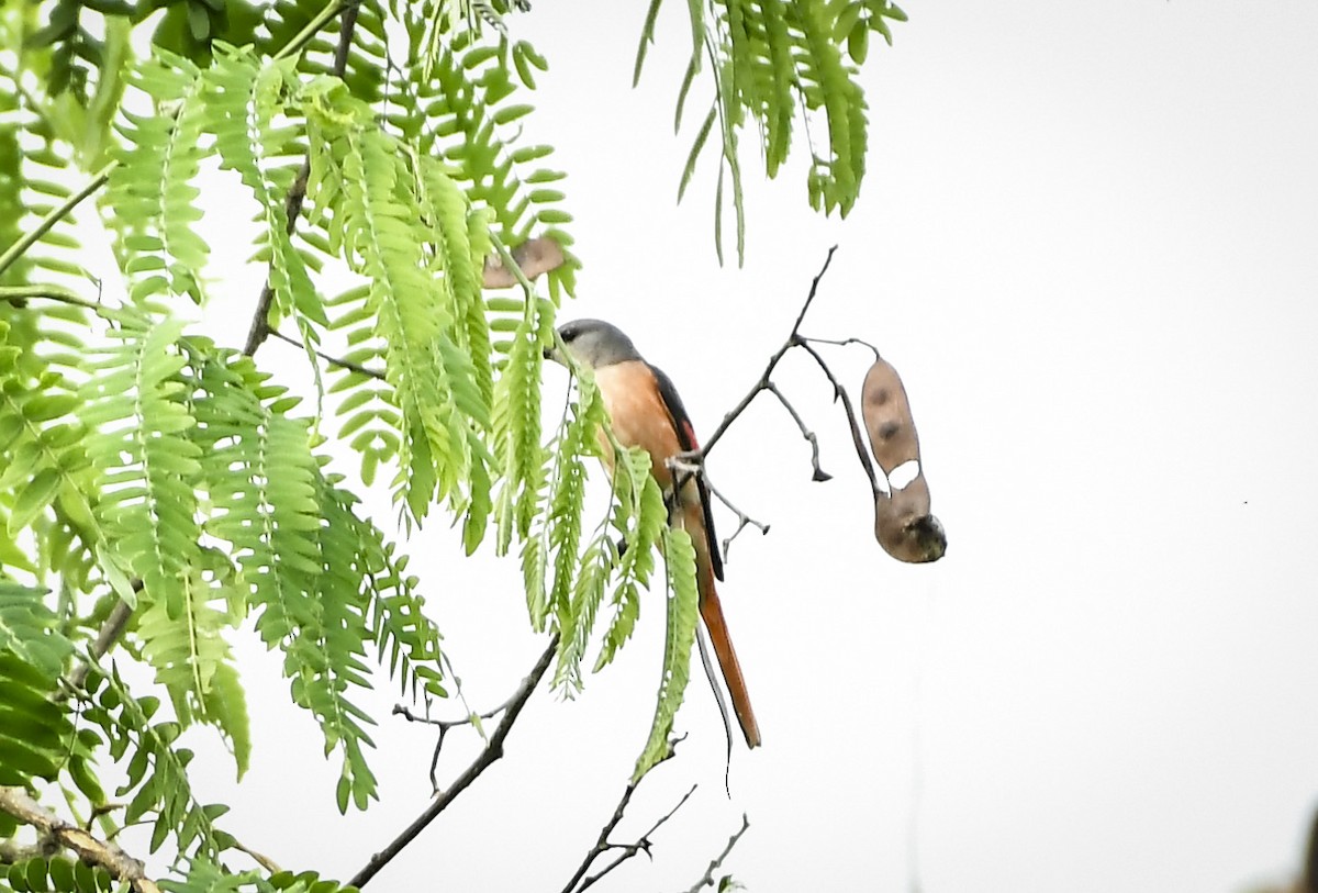 Rosy Minivet - ML642763878