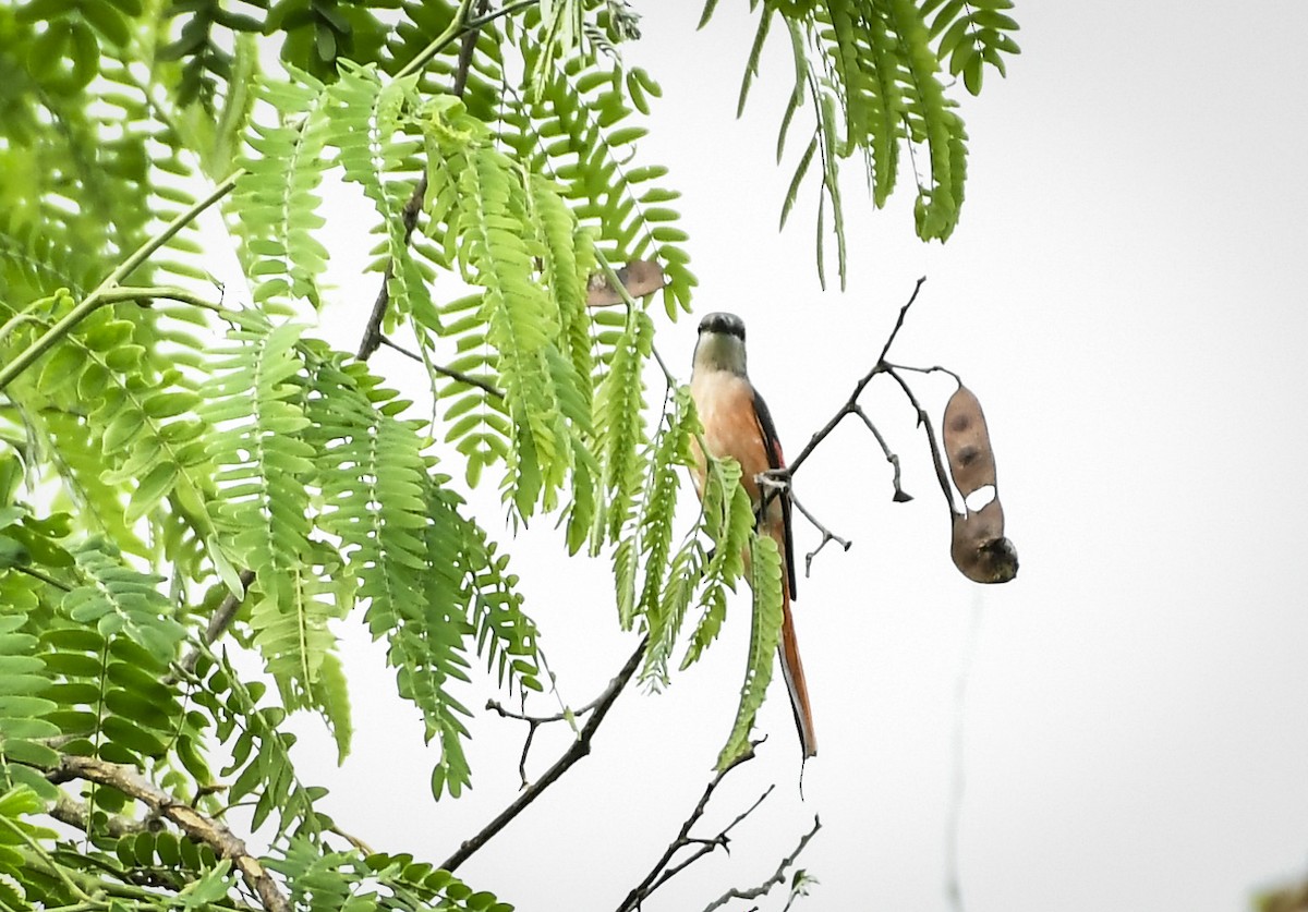 Rosy Minivet - ML642763883