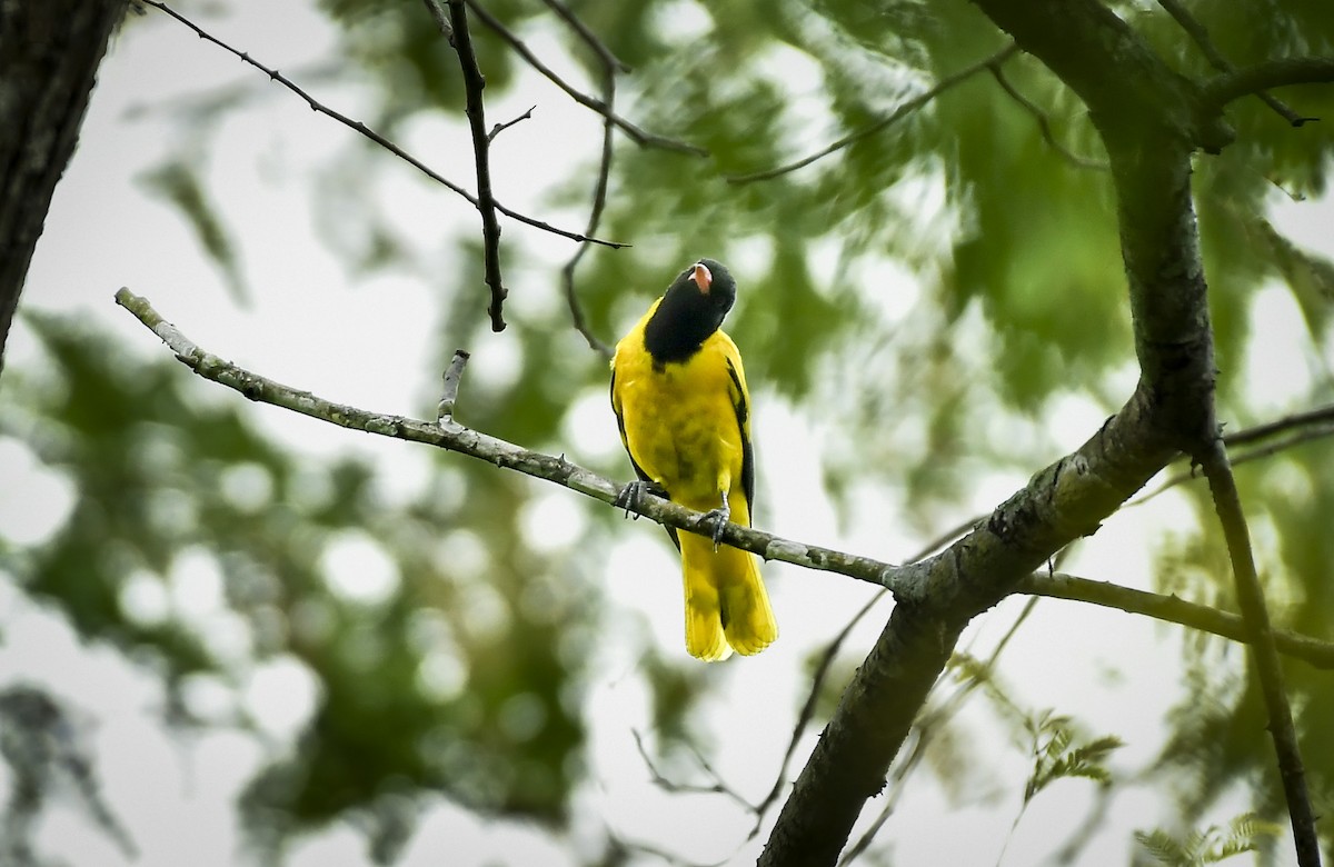 Black-hooded Oriole - ML642763886