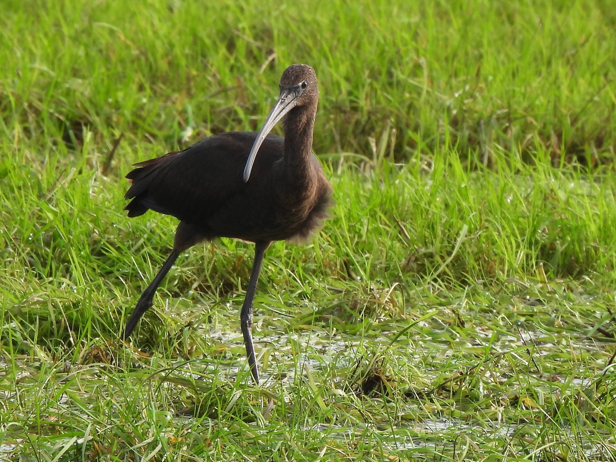 Glossy Ibis - ML642763891