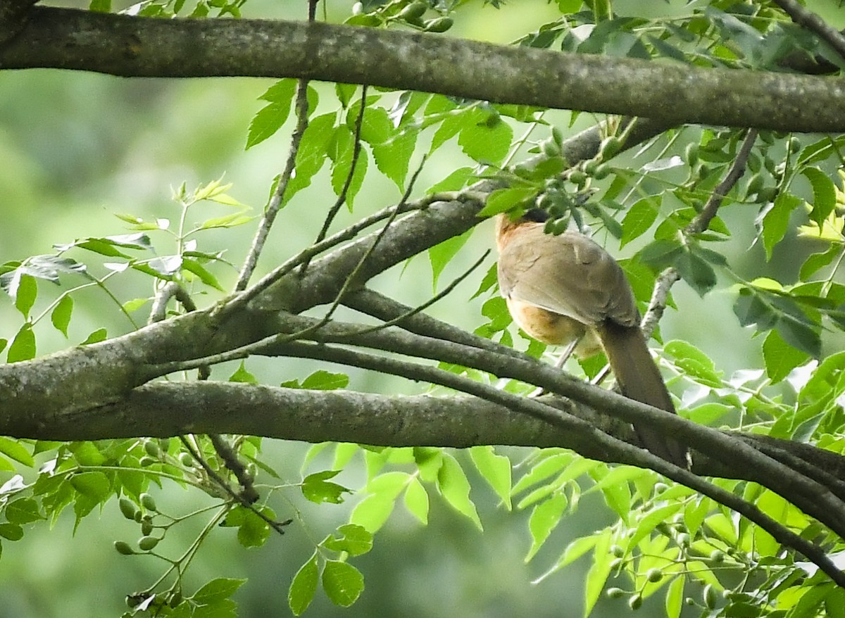 Lesser Necklaced Laughingthrush - ML642763892
