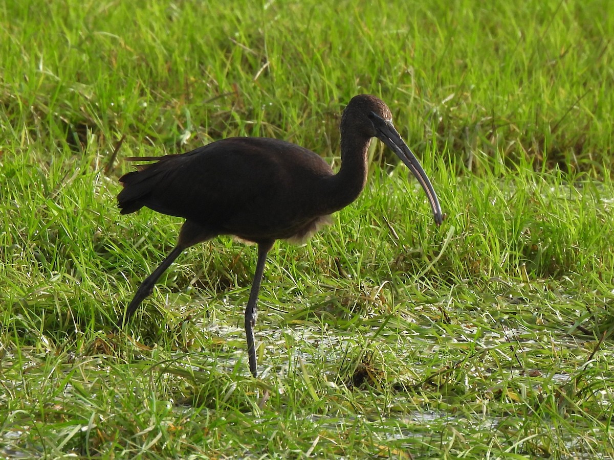 Glossy Ibis - ML642763893