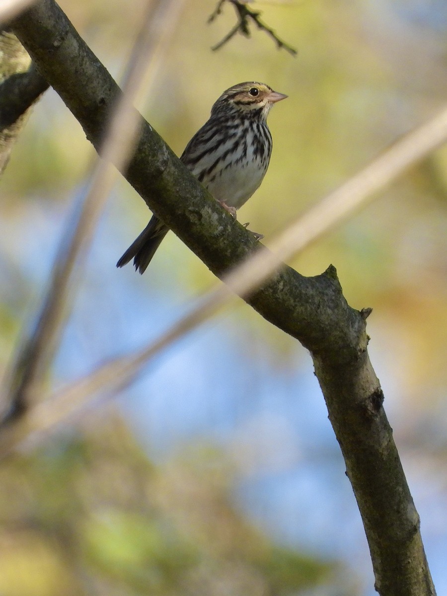 Savannah Sparrow - ML642763894