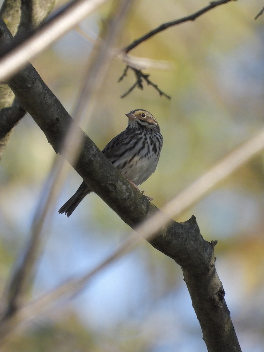 Savannah Sparrow - ML642763895