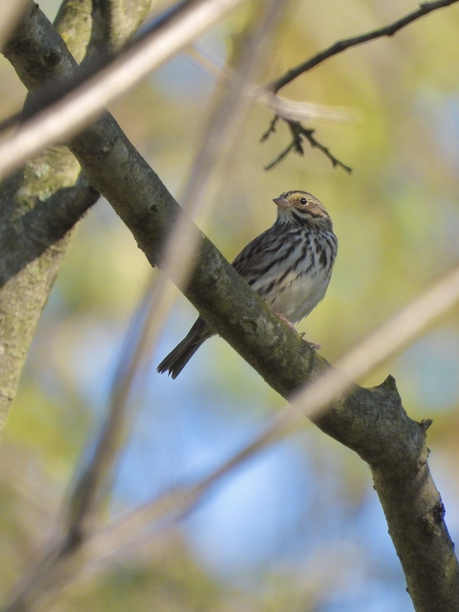 Savannah Sparrow - ML642763896
