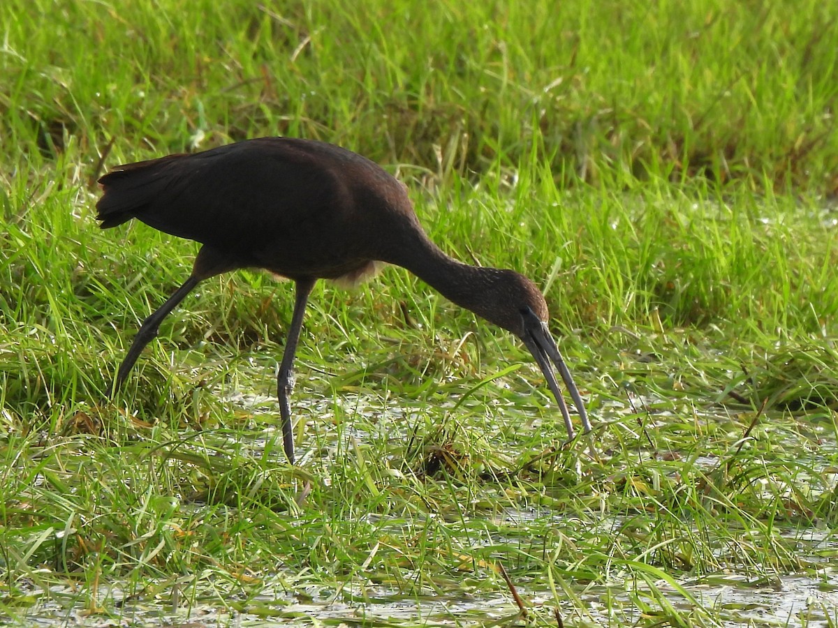 Glossy Ibis - ML642763897