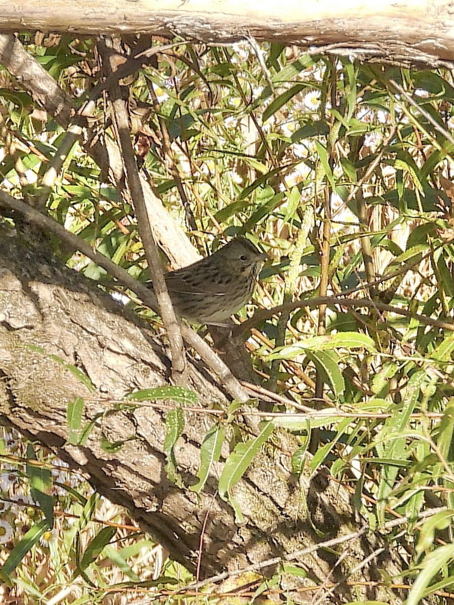 Lincoln's Sparrow - ML642763906
