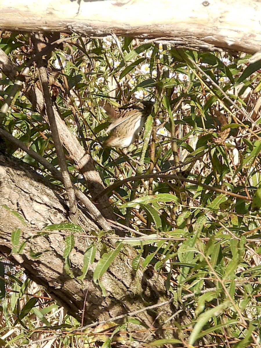 Lincoln's Sparrow - ML642763907