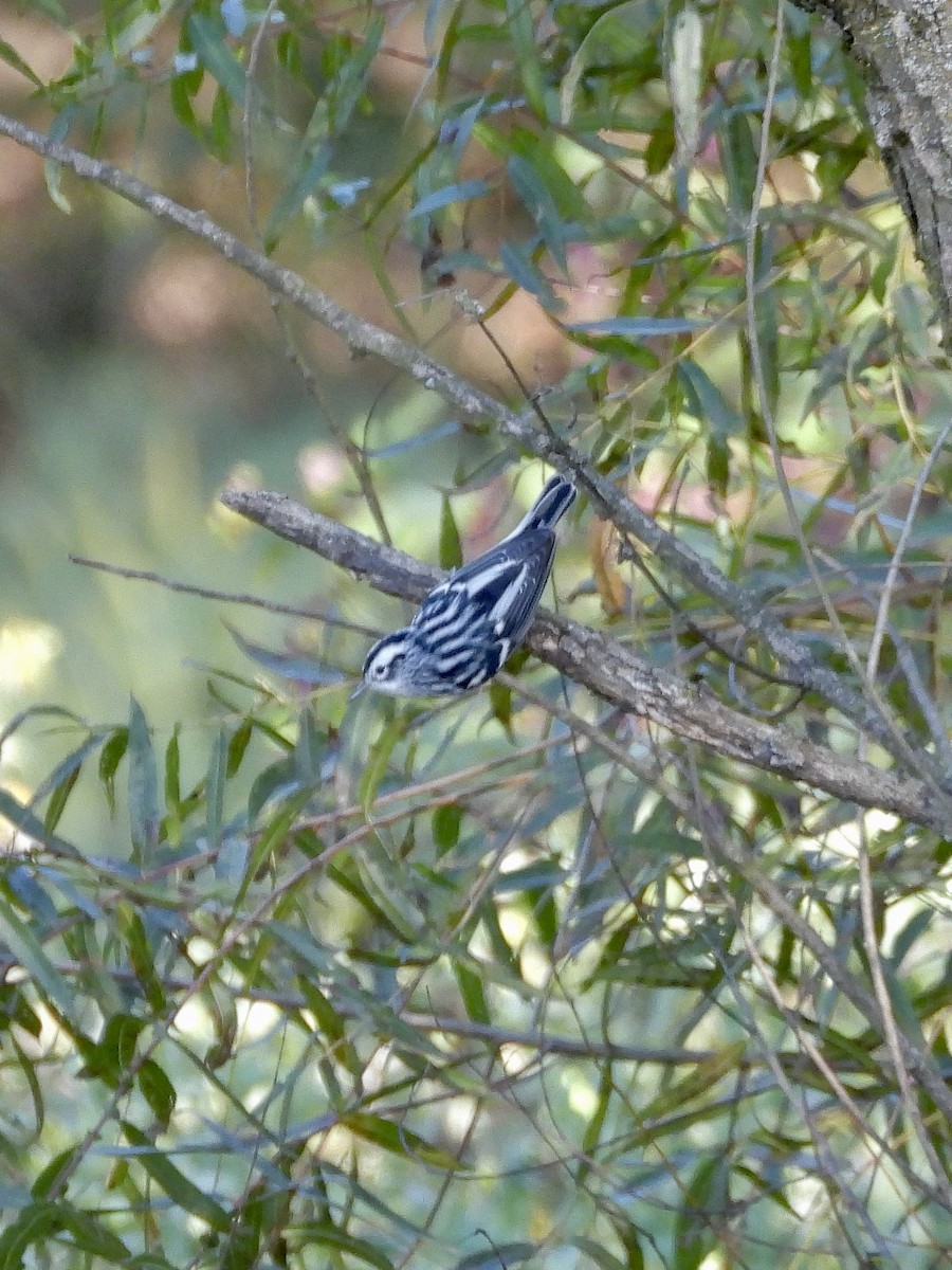 Black-and-white Warbler - ML642763909