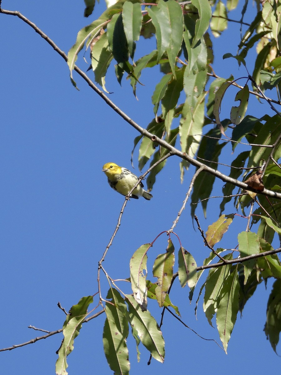 Black-throated Green Warbler - ML642763917