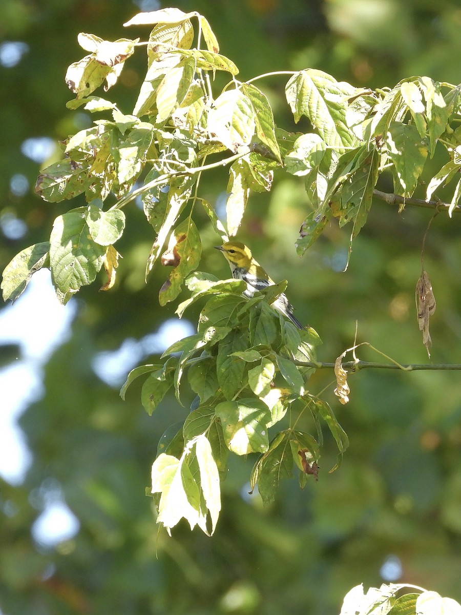 Black-throated Green Warbler - ML642763918