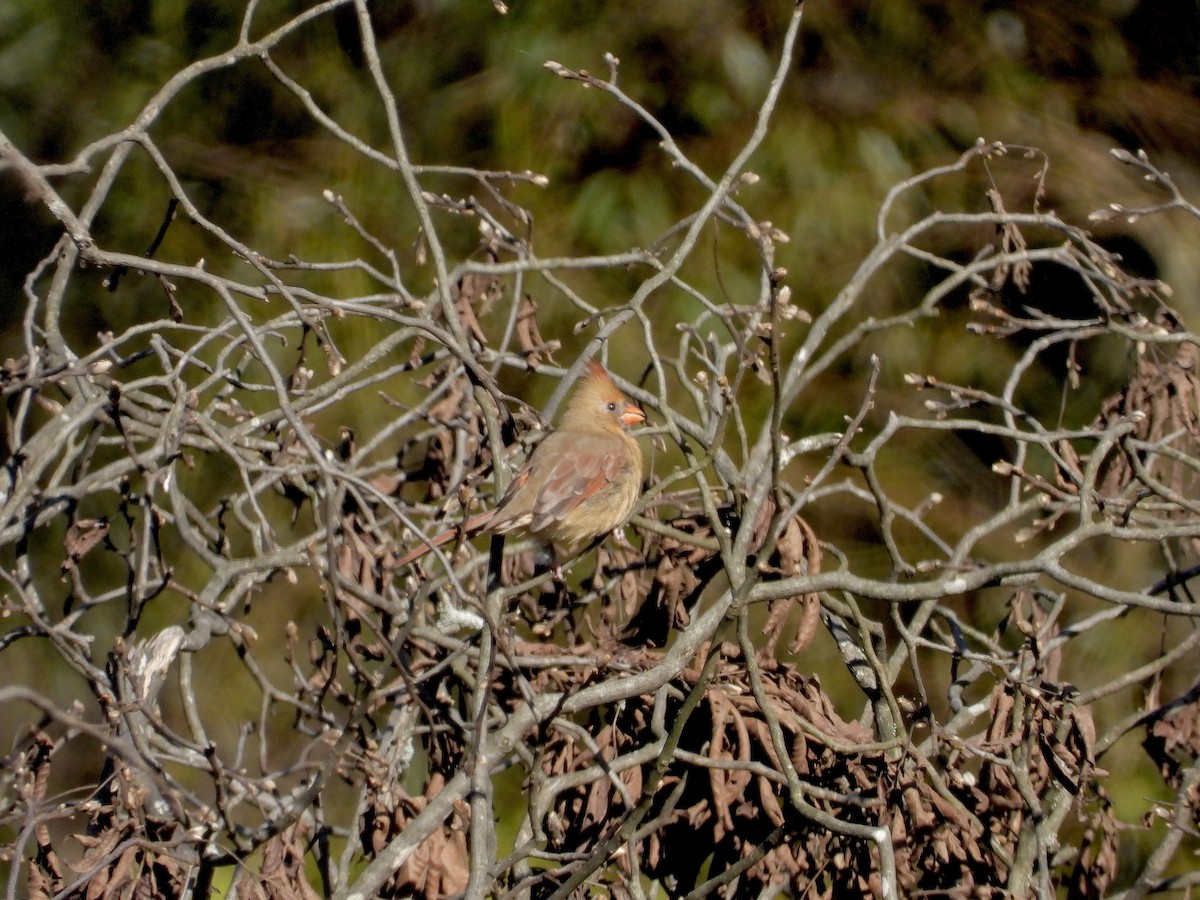 Northern Cardinal - ML642763924