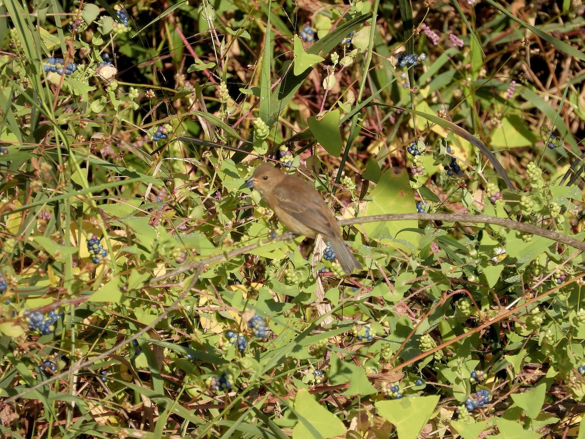 Indigo Bunting - ML642763931
