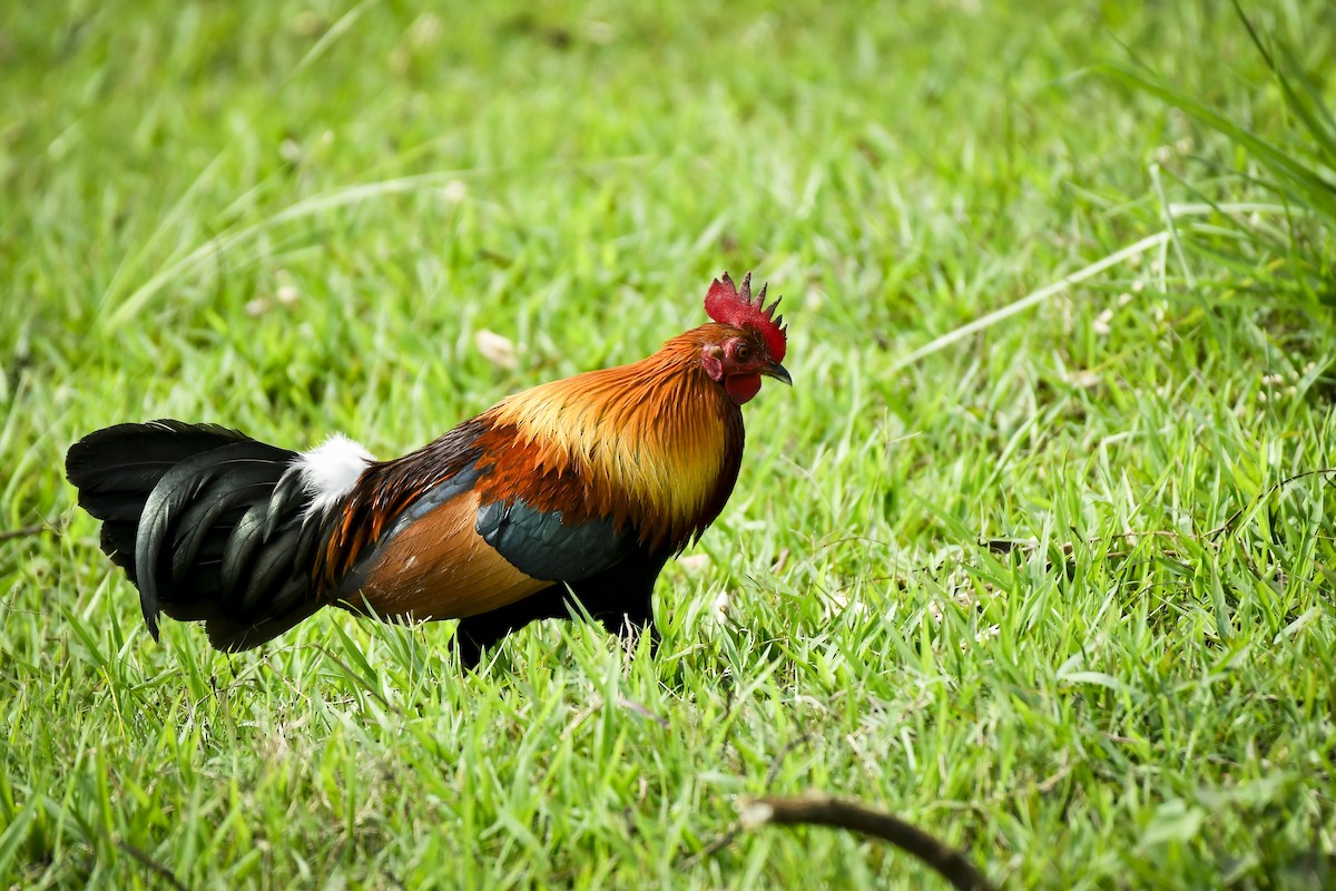 Red Junglefowl - ML642763936