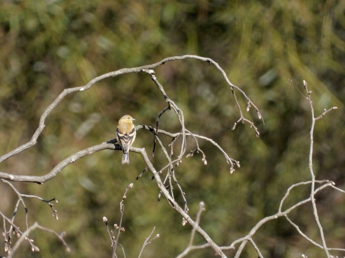 American Goldfinch - ML642763937
