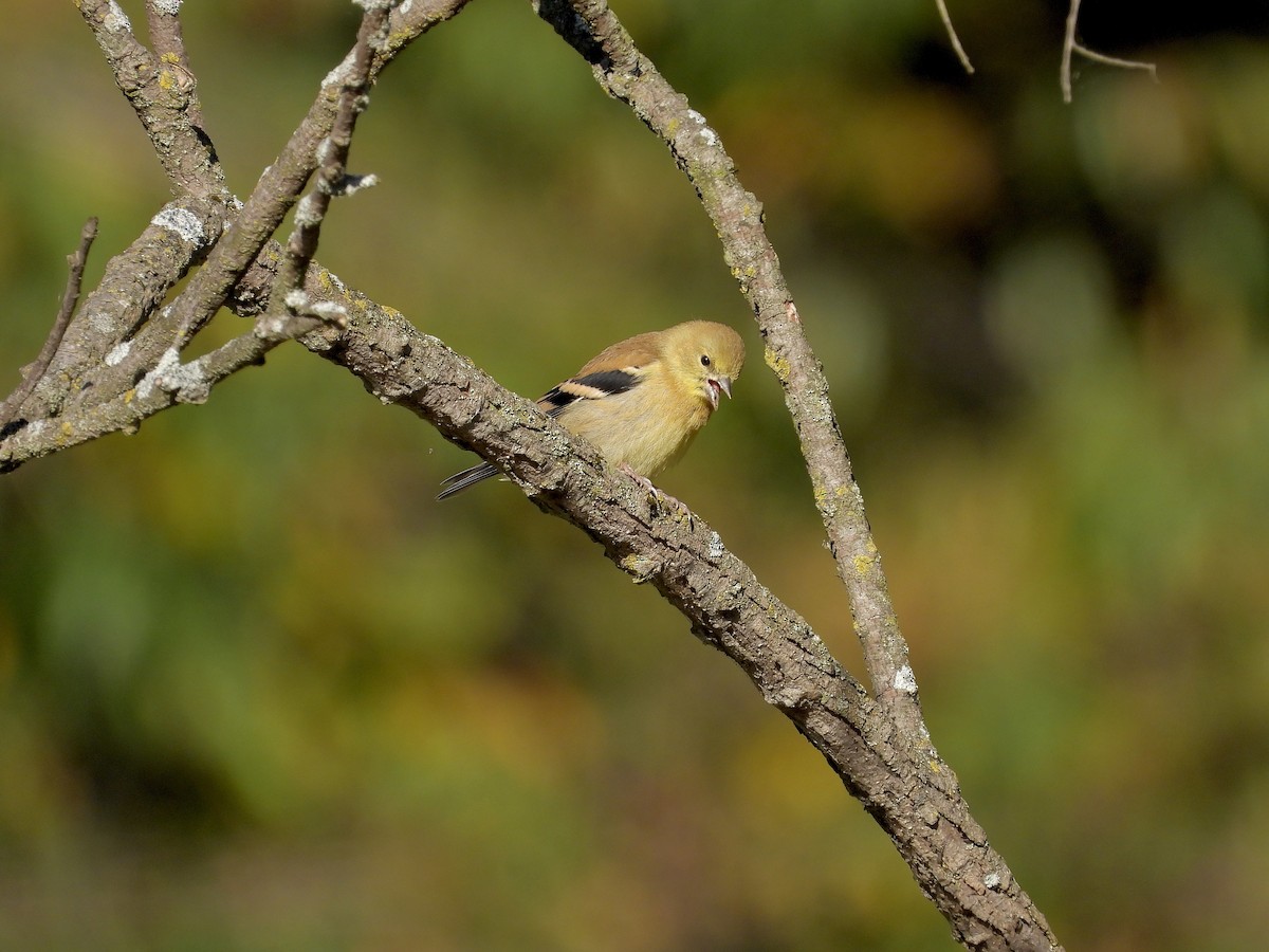 American Goldfinch - ML642763938
